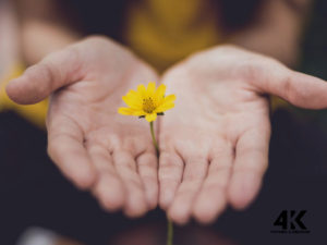 For King and Kingdom | Moo 38